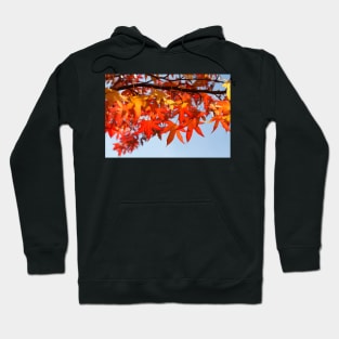 Maple (Acer ), red autumn leaves on a tree, Germany Hoodie